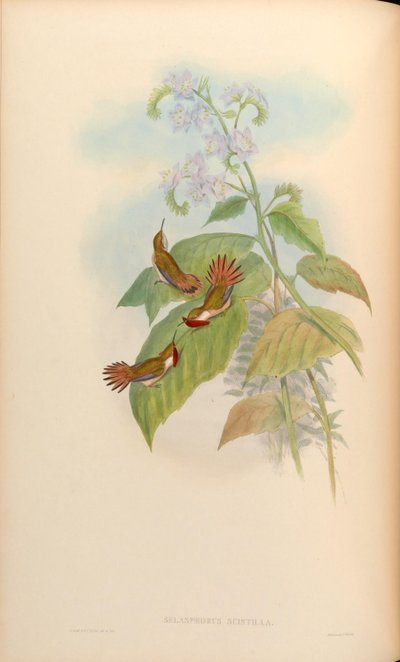Selasphorus scintilla von John Gould